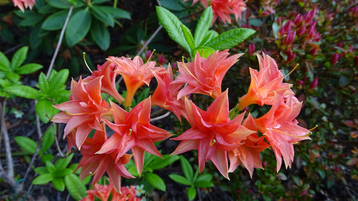 Il Tasso Nymans Form